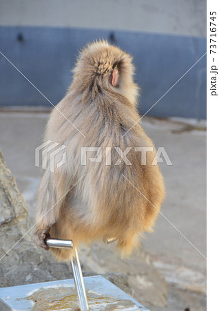 ニホンザル（上野動物園／東京都台東区上野公園） 73716745