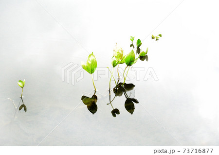 白い水面に、緑の植物がバランスよく配置されています。 73716877