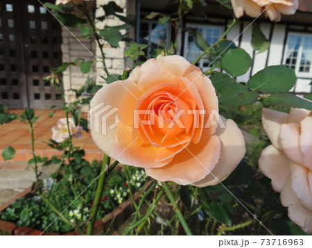 アプリコット ネクター　 Apricot Nectar 73716963