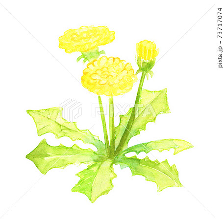 タンポポの花のイラスト素材
