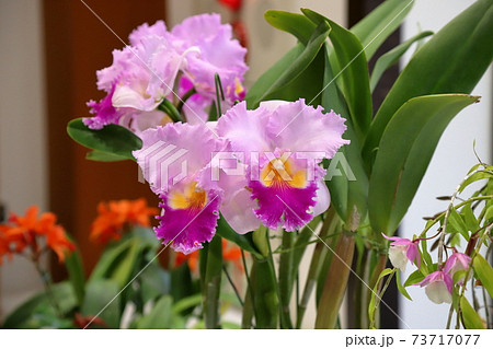 洋ランの女王春咲きのカトレアの写真素材