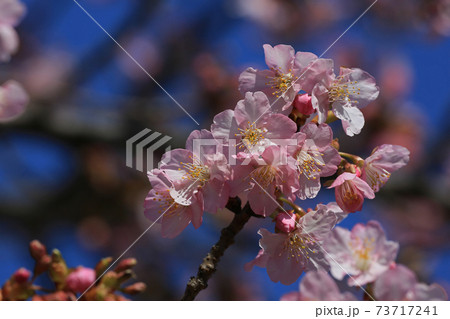 河津桜 河津桜 73717241