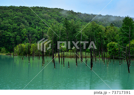 美瑛の青い池 美瑛の青い池 73717391