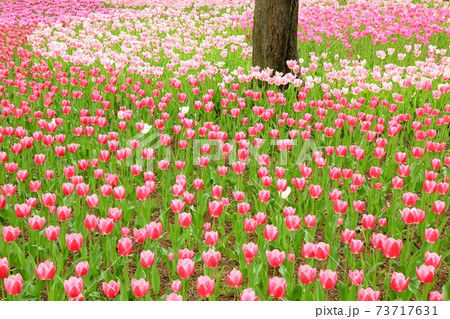 チュウリップ畑 73717631