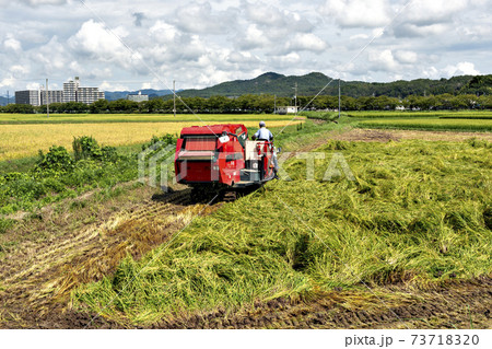 飼料用に青刈りされる稲 飼料用に青刈りされる稲 73718320