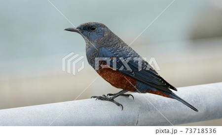 イソヒヨドリ　旭高架橋 73718536