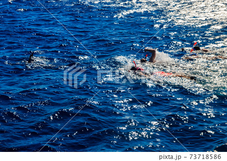 Group of people snorkeling with dolphins in Red sea, Egypt 73718586