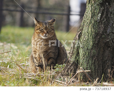 公園の野良猫 73718937