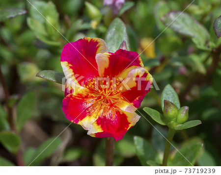 Close up of Portulaca flower 73719239