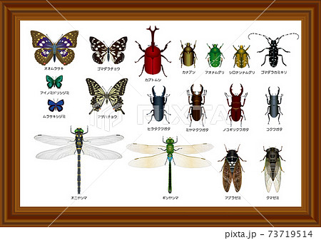 日本の昆虫標本のイラスト素材