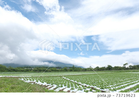 高原レタス 八ヶ岳高原 高原レタス 八ヶ岳高原 73719623