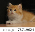 スコティッシュフォールドの立ち耳・長毛・尾長・茶系タビー猫 73719624