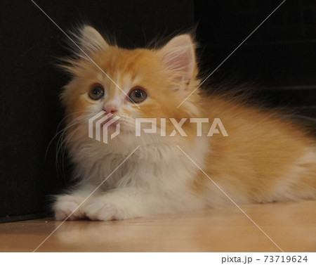 スコティッシュフォールドの立ち耳・長毛・尾長・茶系タビー猫 スコティッシュフォールドの立ち耳・長毛・尾長・茶系タビー猫 73719624