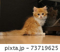 スコティッシュフォールドの立ち耳・長毛・尾長・茶系タビー猫　血統書付き 73719625