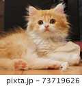 スコティッシュフォールドの立ち耳・長毛・尾長・茶系タビー猫　血統書付き 73719626
