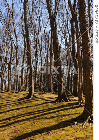 1月 小金井75冬枯れの丘(トウカエデ)・武蔵野公園 1月 小金井75冬枯れの丘(トウカエデ)・武蔵野公園 73719660