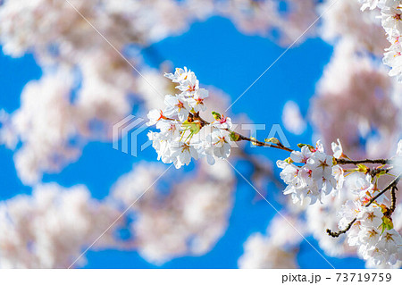 白石城の桜と青空　【宮城県】 73719759