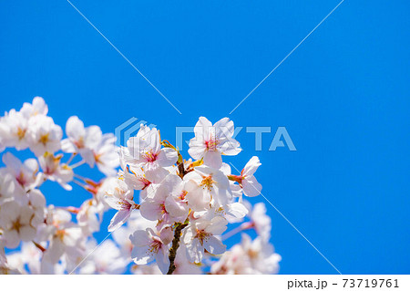 白石城の桜と青空　【宮城県】 73719761