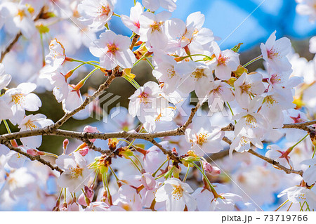 白石城の桜と青空　【宮城県】 73719766