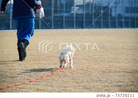 ロングリードをつけて犬と遊ぶ ミックス犬 ポメックス ロングリードをつけて犬と遊ぶ ミックス犬 ポメックス 73720211