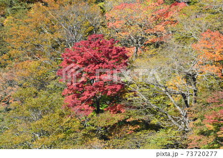 那須平成の森・駒止の滝　　＃58 73720277
