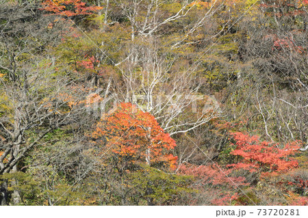 那須平成の森・駒止の滝 #54 那須平成の森・駒止の滝 #54 73720281