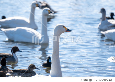 福島県猪苗代湖 長浜で泳ぐ3羽の白鳥の写真素材