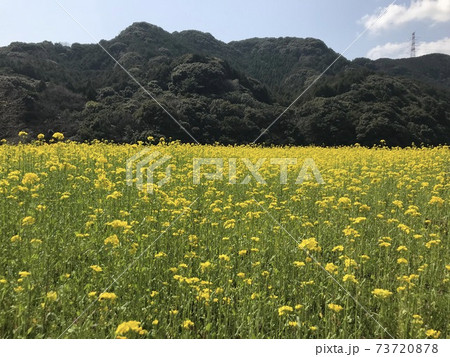 山を背景に満開の菜の花畑 73720878