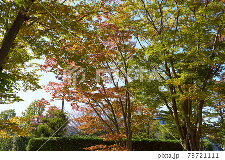 衹園原公園 秋 衹園原公園 秋 73721111
