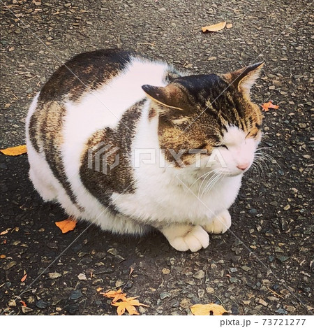 コンクリートの地面で丸まっているまだら模様の野良猫をクローズアップした風景の写真素材