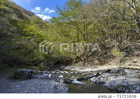 新緑の丹沢山地【鍋割山】四十八瀬川二俣付近【4月】 73721636