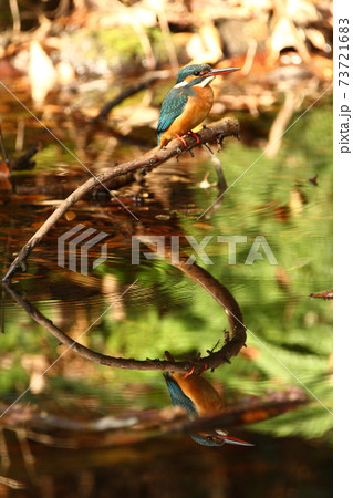 カワセミのリフレクション 73721683