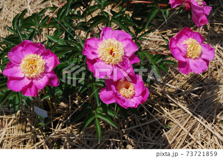 濃いピンク色の芍薬 73721859