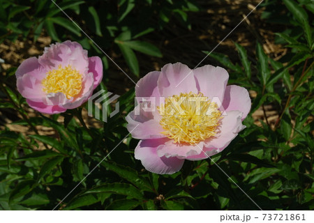 薄ピンク色の芍薬 73721861