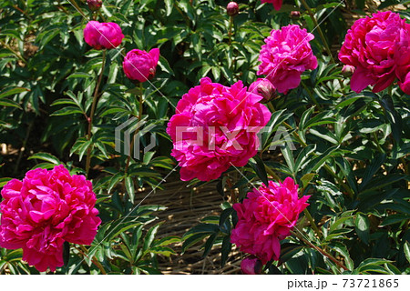 赤色の芍薬 赤色の芍薬 73721865