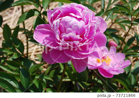 ピンク色の芍薬 ピンク色の芍薬 73721866