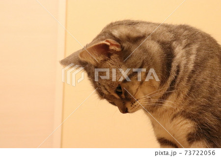叱られてしょぼんと落ち込んでうつむく猫アメリカンショートヘアブルータビーの写真素材