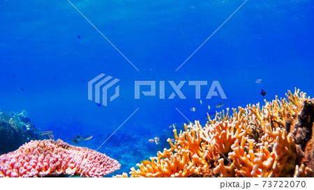 沖縄　渡嘉敷島の水中写真 73722070