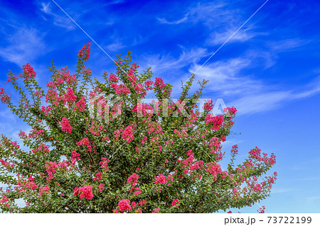 サルスベリの花 73722199