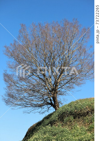 千早赤阪村　水仙の丘 73722265