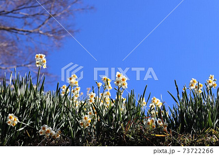 千早赤阪村　水仙の丘 73722266