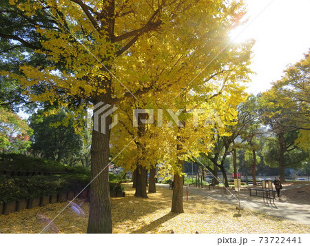 黄葉した秋の公園のイチョウ 73722441