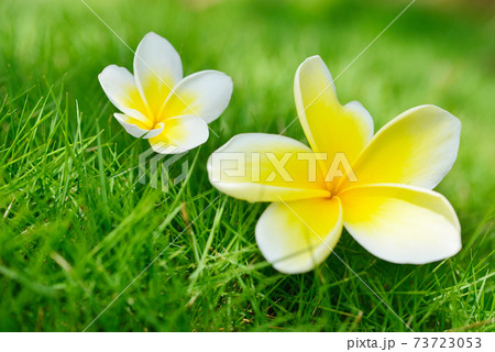 プルメリア プリメリア インドソケイ 73723053