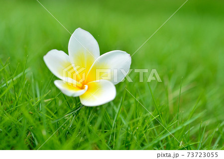 プルメリア プリメリア インドソケイ 73723055