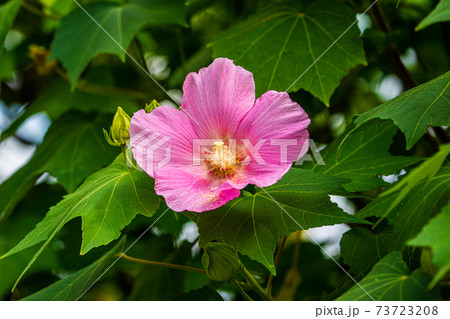 芙蓉 73723208