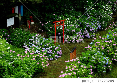 八塩アジサイ園 八塩アジサイ園 73723209