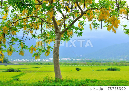 花 フラワー お花 73723390