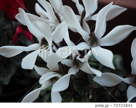 珍しい花びらの形をした白いシクラメンの写真素材