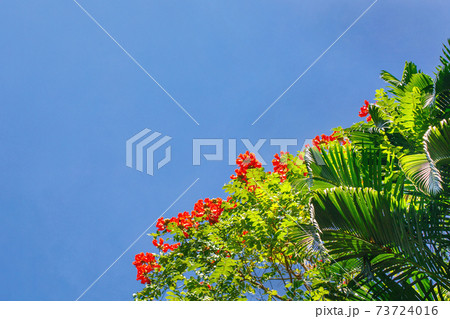 Fresh tropical green leaves and flowers on blue sky background Fresh tropical green leaves and flowers on blue sky background 73724016