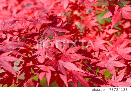 モミジの紅葉 73724183